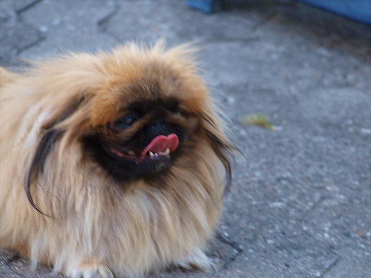 Pekingeser Chui Aka Pigehunden<3 hvil i fred <3 - d. 02.06.11 billede 19