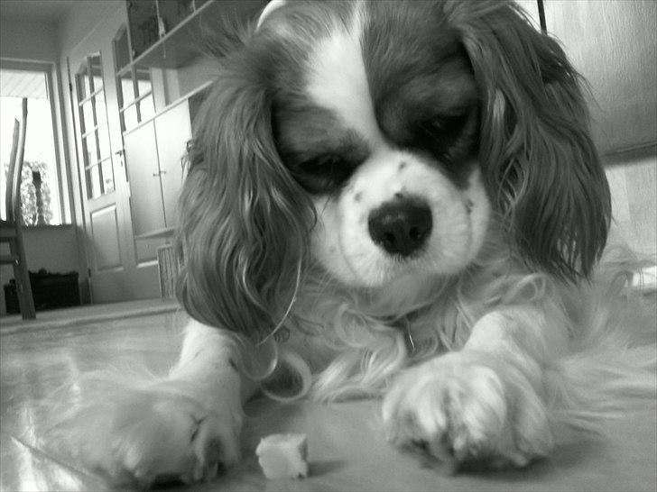 Cavalier king charles spaniel Lucy - Lille elsket Lucy billede 1