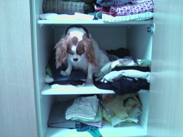 Cavalier king charles spaniel Lucy - Når hun sidder og overvejer tingene inde i tøjskabet :D billede 2