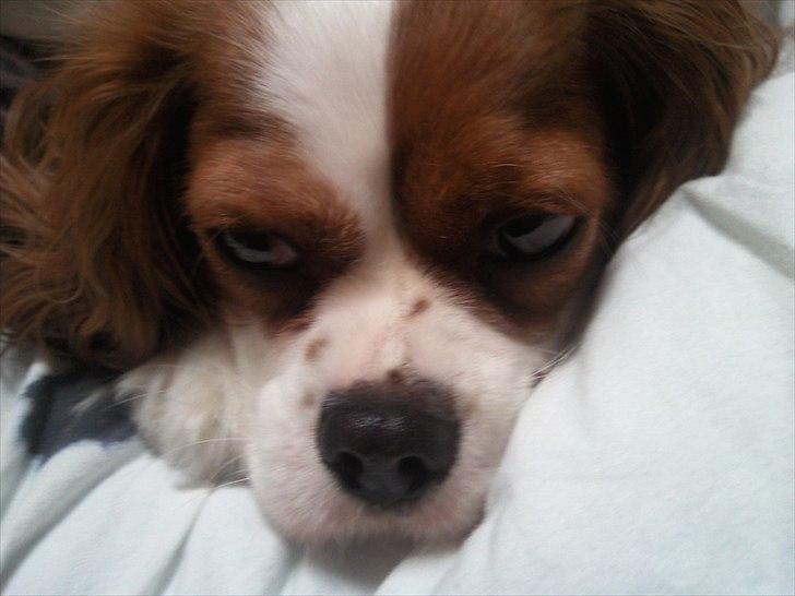 Cavalier king charles spaniel Lucy - En træt en!  billede 3