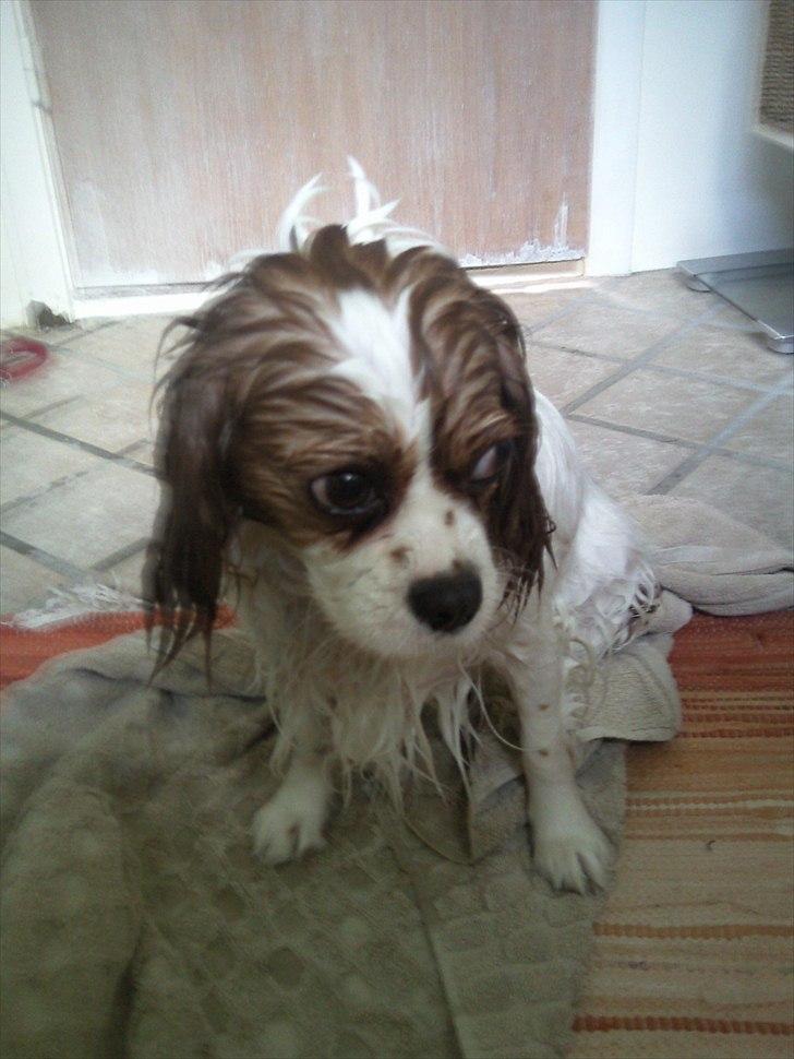 Cavalier king charles spaniel Lucy - Lucy der har været i bad for en af de første gange, det der med at blive våd er ikke lige hende. :D billede 4