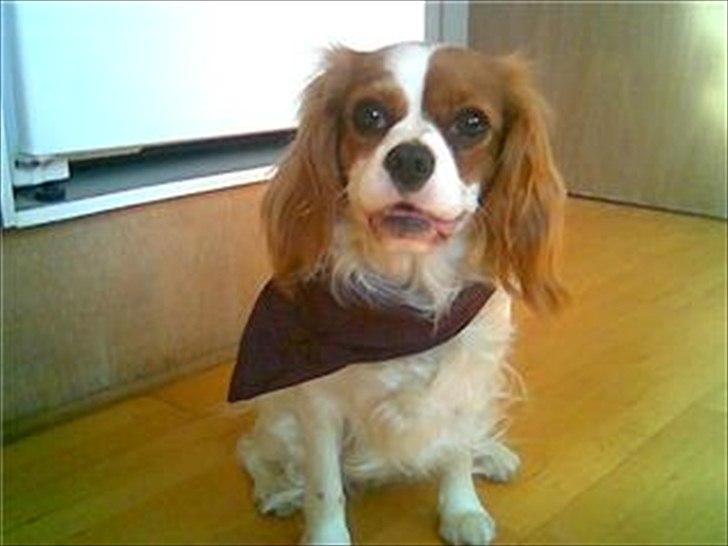 Cavalier king charles spaniel Lucy - Lucy er en lille fjolle hund som elsker tørklæder ;D billede 5