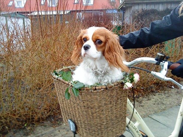 Cavalier king charles spaniel Lucy - Lucy for første gang ude at køre i cykelkurven, det har hun så været en del siden. billede 6
