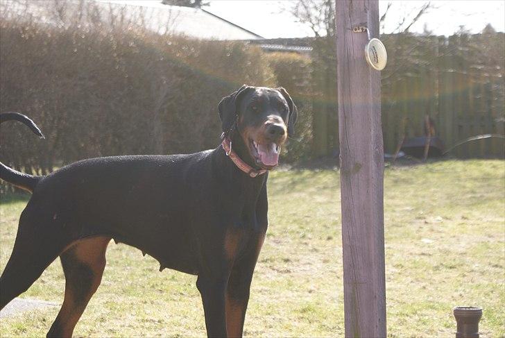Dobermann Dobergaarden F Chikita billede 14