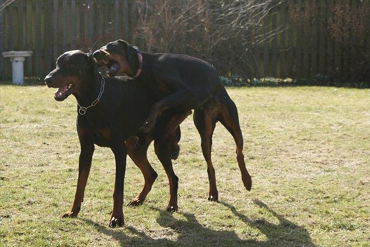 Dobermann Dobergaarden F Chikita billede 15