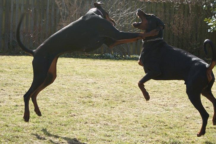 Dobermann Dobergaarden F Chikita billede 16
