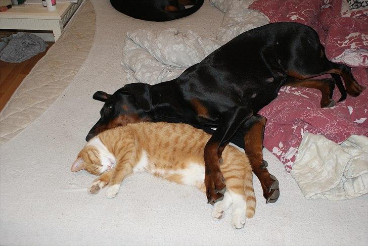 Dobermann Dobergaarden F Chikita billede 17