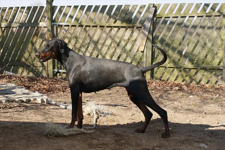 Dobermann Dobergaarden F Chikita billede 18