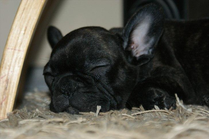 Fransk bulldog Laban billede 7