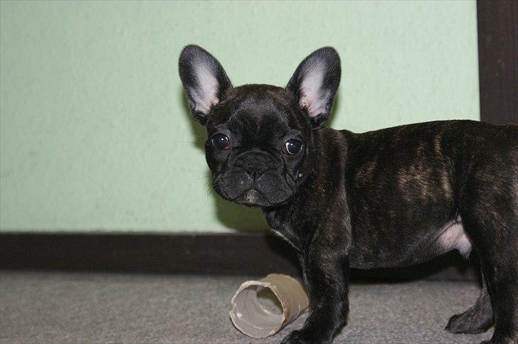 Fransk bulldog Laban billede 8