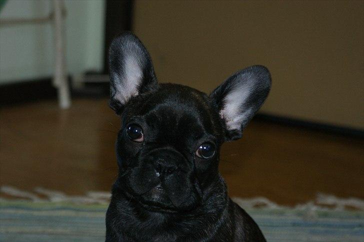 Fransk bulldog Laban billede 9