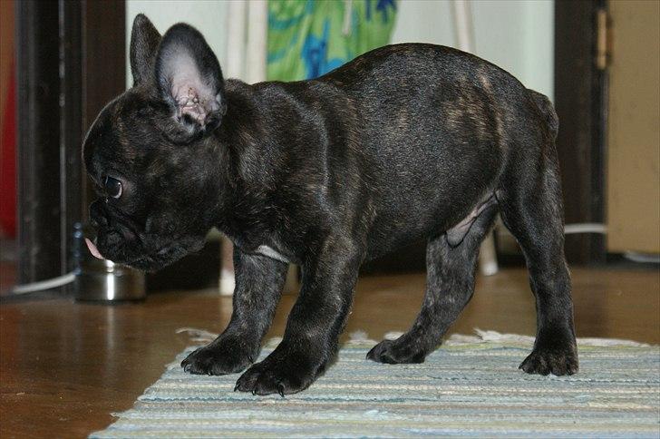 Fransk bulldog Laban billede 10