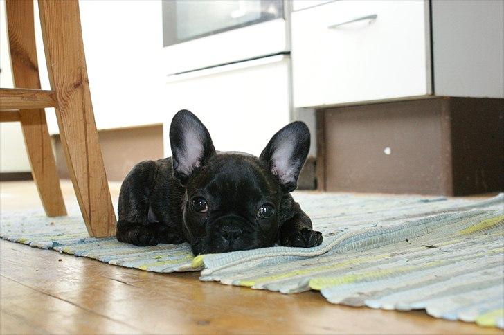 Fransk bulldog Laban billede 11