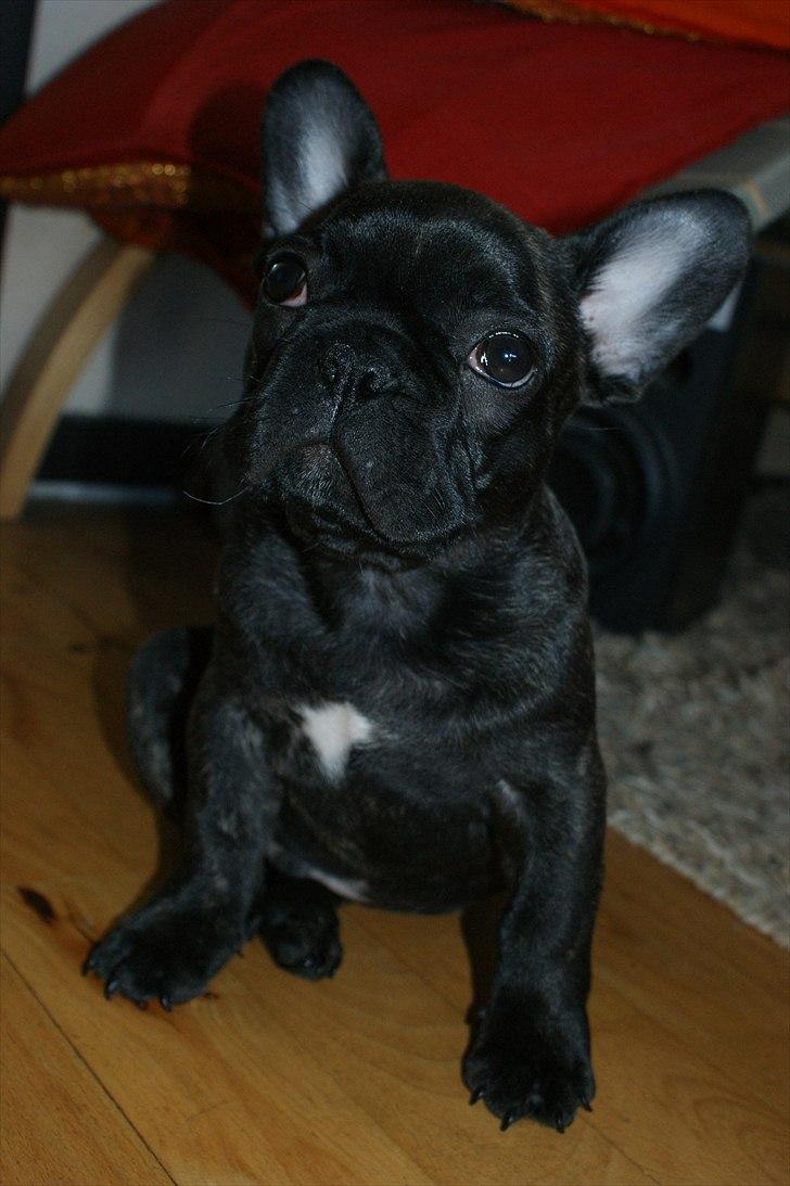 Fransk bulldog Laban billede 12