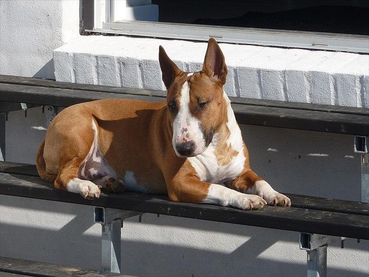 Bullterrier miniature Bruni Banani - Juni 2011 billede 1