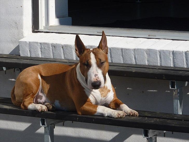 Bullterrier miniature Bruni Banani billede 16