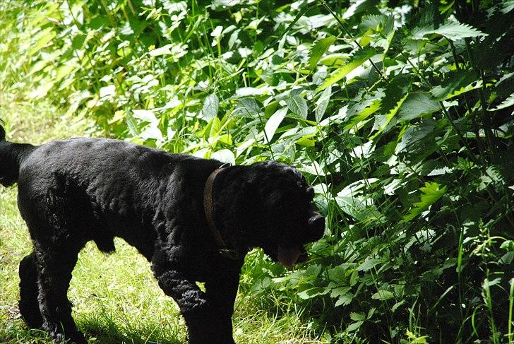 Amerikansk cocker spaniel Bonus<3 billede 2