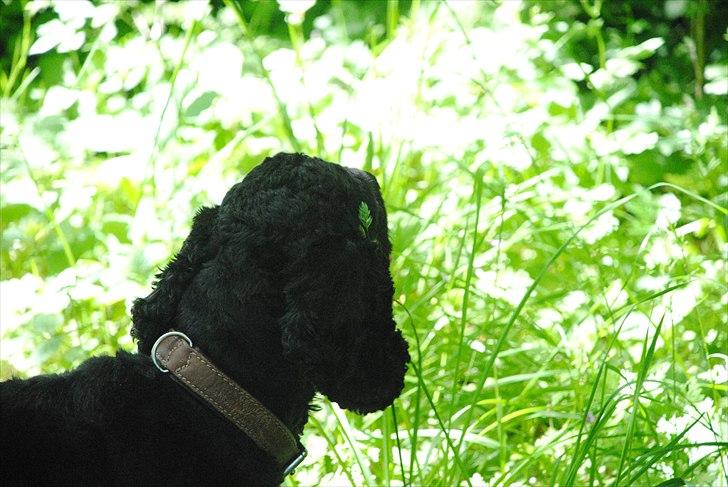 Amerikansk cocker spaniel Bonus<3 billede 3