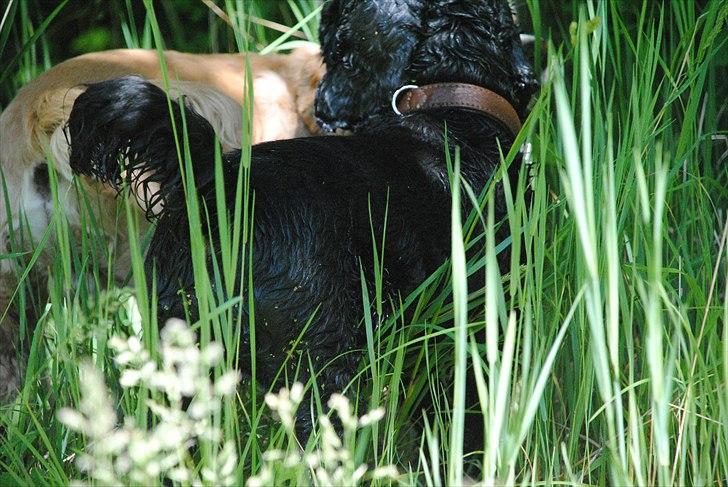 Amerikansk cocker spaniel Bonus<3 billede 4