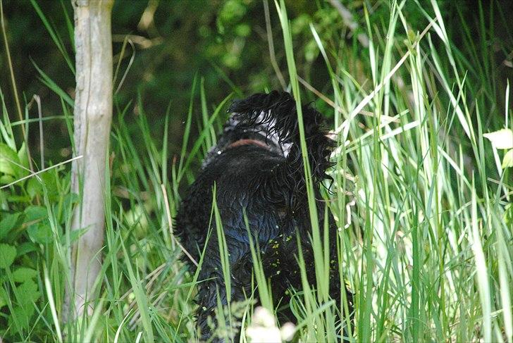 Amerikansk cocker spaniel Bonus<3 billede 5