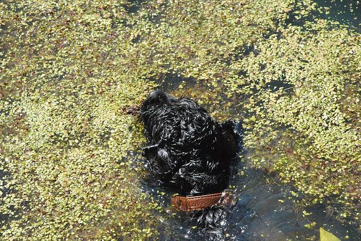 Amerikansk cocker spaniel Bonus<3 - elsker vand når det er varmt billede 6