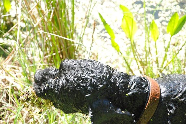 Amerikansk cocker spaniel Bonus<3 billede 7