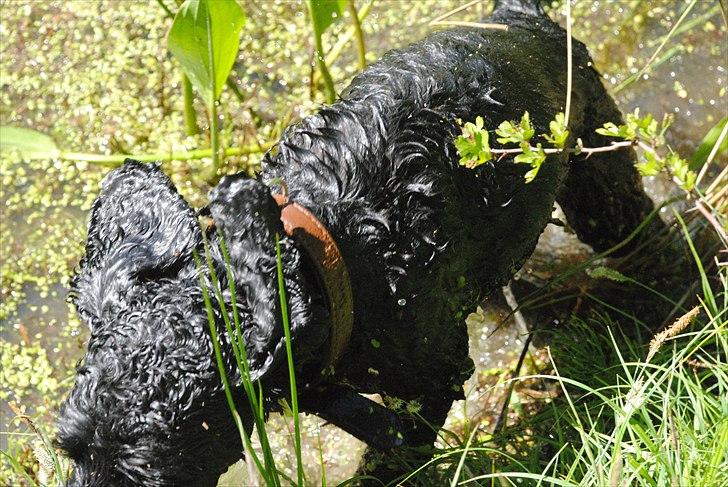 Amerikansk cocker spaniel Bonus<3 billede 8