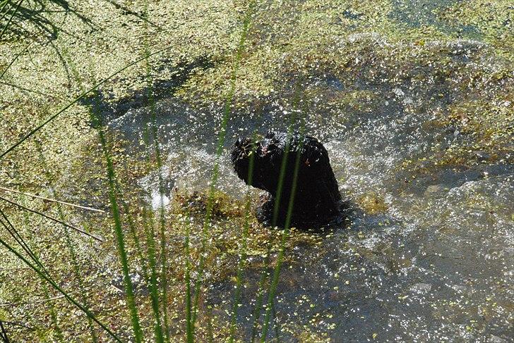 Amerikansk cocker spaniel Bonus<3 billede 9