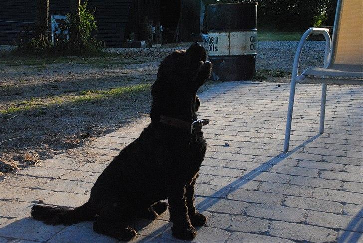 Amerikansk cocker spaniel Bonus<3 billede 10