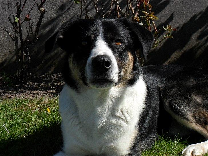 Blanding af racer Milo (Border Collie/Lab.) billede 9