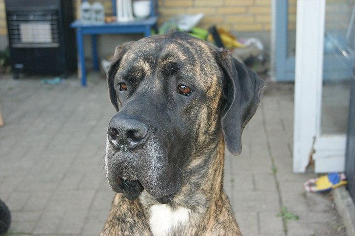 Blanding af racer Ozzy - Så stor og flot er jeg blevet. billede 18