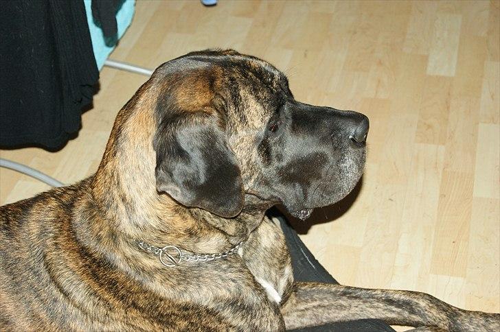 Blanding af racer Ozzy billede 19