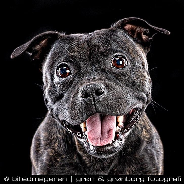 Staffordshire bull terrier Princess R.I.P. 30/4-11 - Billedet er taget af Michael Grøn hos Billedmageren :o) billede 1