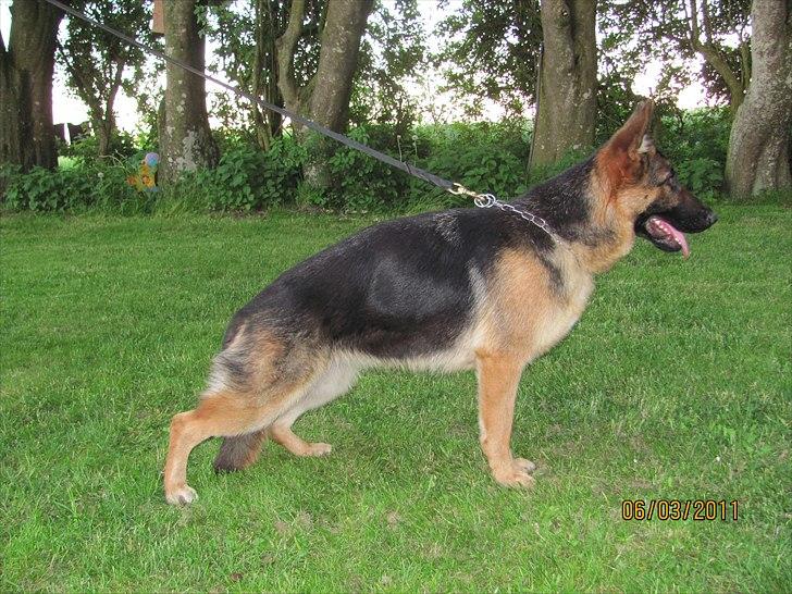 Schæferhund Kiamis Fahra (Mor´s hund) - I stand d. 03-06-2011.:) billede 6