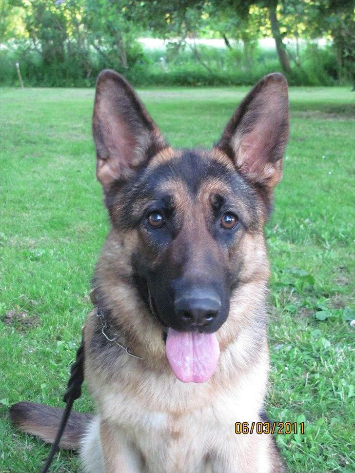 Schæferhund Kiamis Fahra (Mor´s hund) - Hovedbilled d. 03-06-2011.:) billede 15