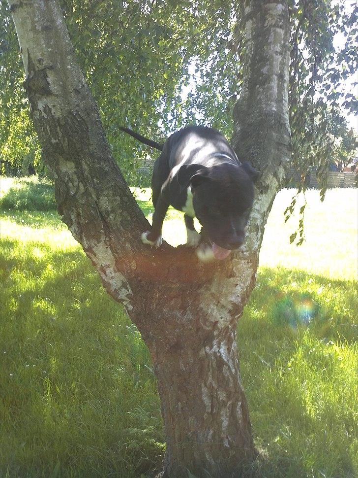 Amerikansk staffordshire terrier Chicco billede 20