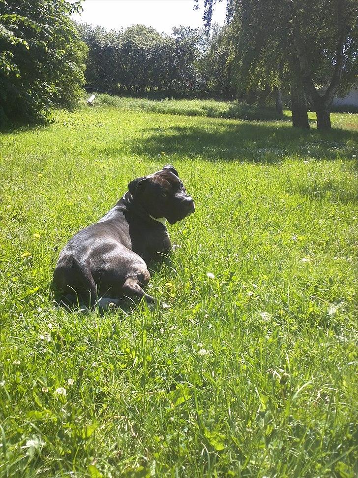 Amerikansk staffordshire terrier Chicco - Nyder sin nye have :) billede 1