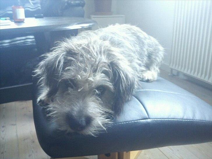 Blanding af racer Malli billede 3