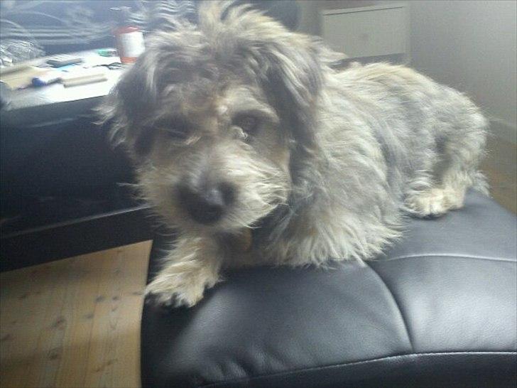 Blanding af racer Malli billede 4