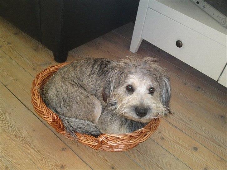 Blanding af racer Malli - Malli som ligger i en lidt for lille hundekurv :o) billede 5