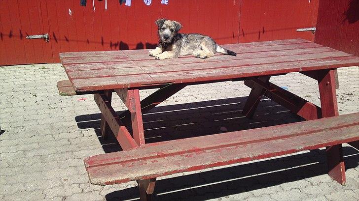 Blanding af racer Malli - malli som hundehvalp billede 6