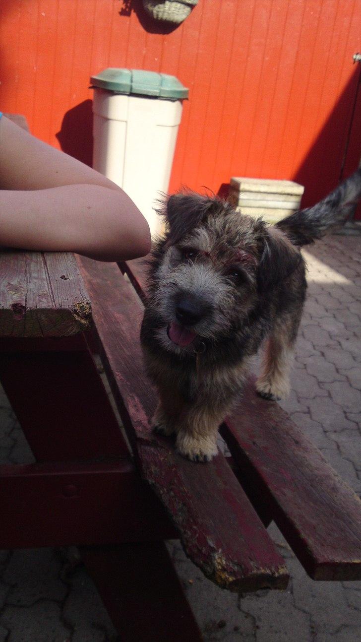 Blanding af racer Malli - malli som hundehvalp billede 8