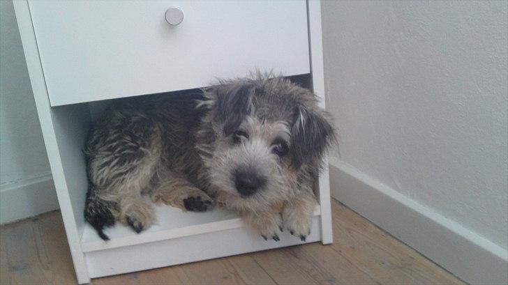 Blanding af racer Malli billede 1