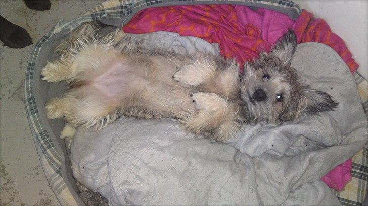 Blanding af racer Malli billede 9