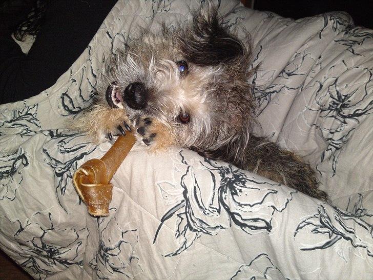 Blanding af racer Malli billede 13