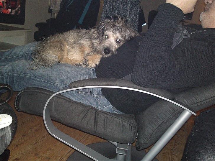 Blanding af racer Malli billede 10