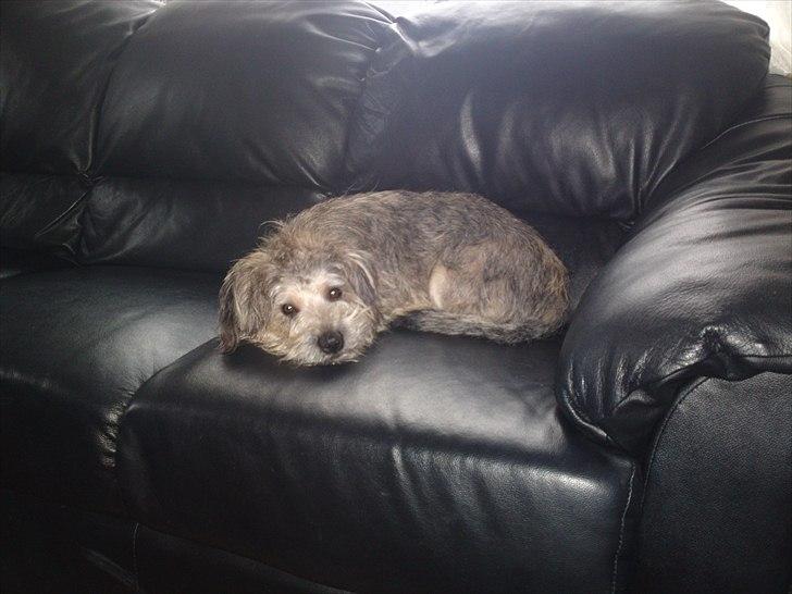 Blanding af racer Malli billede 11