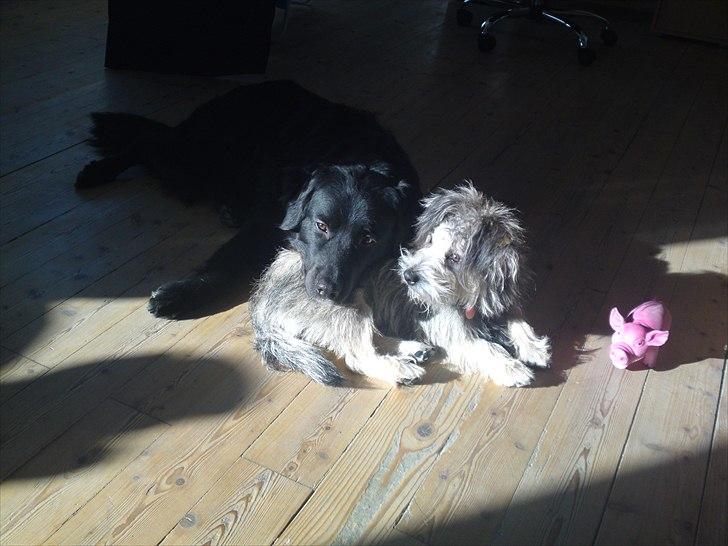 Blanding af racer Malli billede 12