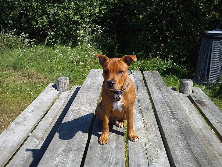 Staffordshire bull terrier Tovdal Bullet billede 8