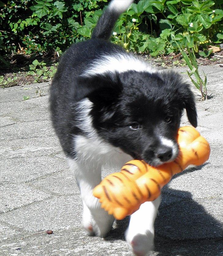 Border collie RBM RØM HTMF FS3 NW1 Danielssons Skyline Cassi - Cassi med et af hendes yndlingslegetøj, da hun var yngre billede 5